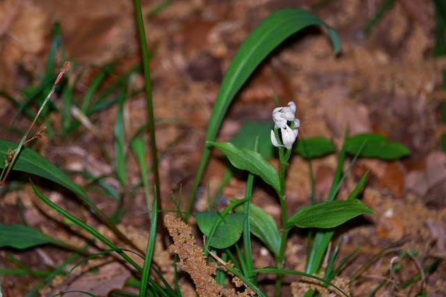 Cephalanthera erecta