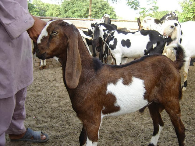 Beautiful Bakra Eid Goats Wallpapers Free Download