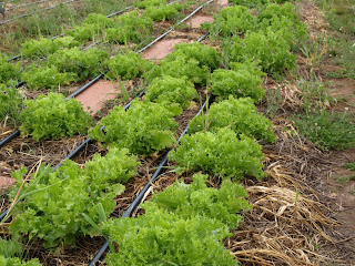 Escarolas cabello de ángel