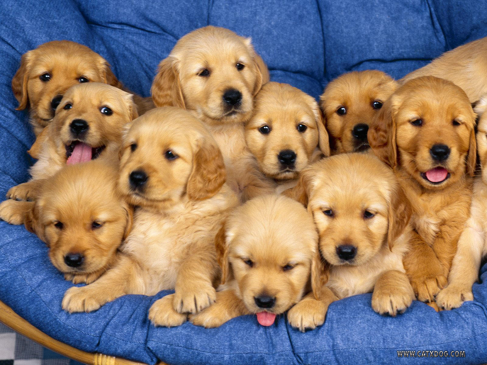 Golden Retriever Puppies Funny Animal
