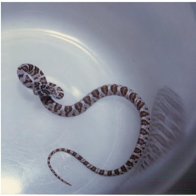 Cannundrums: California Lyre Snake