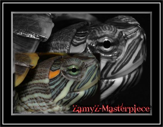 Reptile