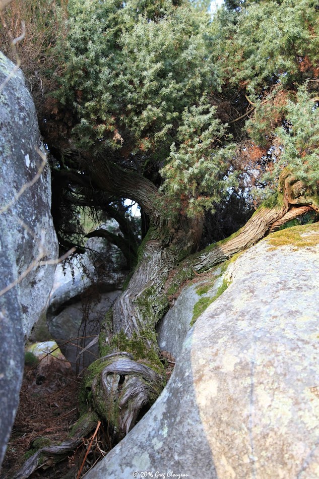 Genévrier commun (Juniperus communis L.), Cuvier, Fontainebleau, 