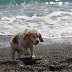 Czy pies na plaży to dobry pomysł?