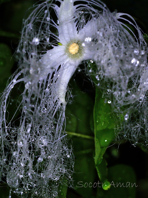 Trichosanthes cucumeroides