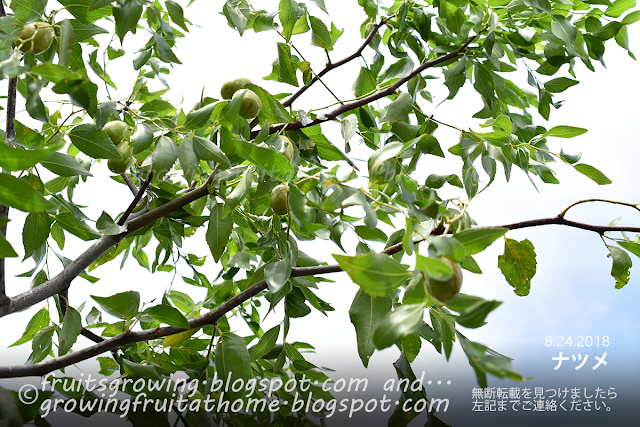 棗の木 ナツメの実の収穫
