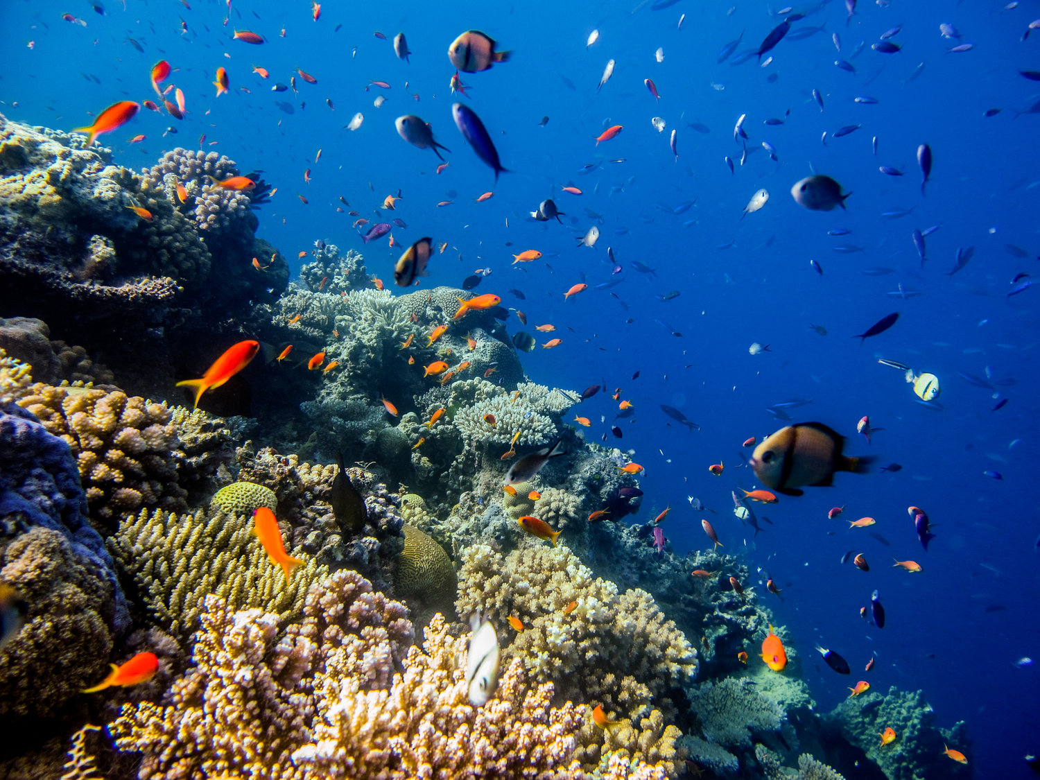 Jenis Jenis Ikan di  Laut  Beserta Gambar  Fishing Community