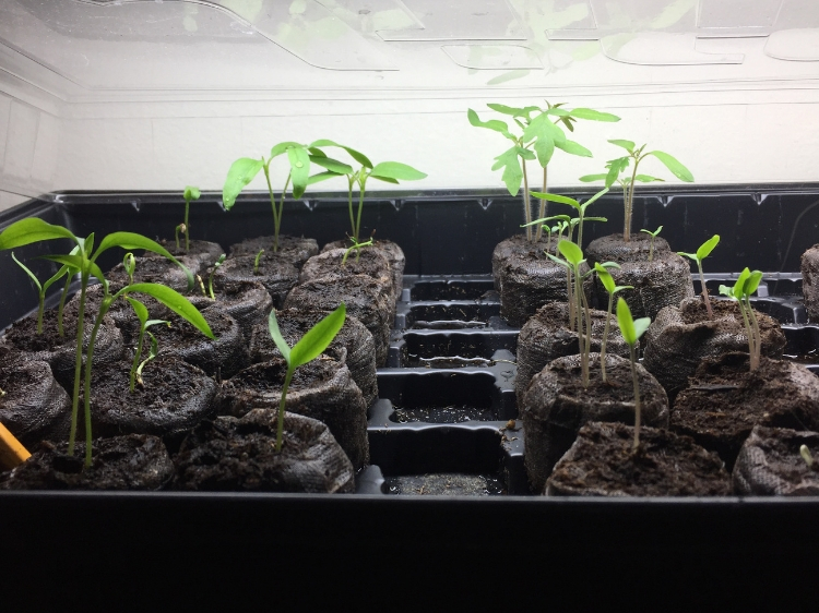 Growing Your Own Veggies from Seed + Why I Recommend It // www.thejoyblog.net
