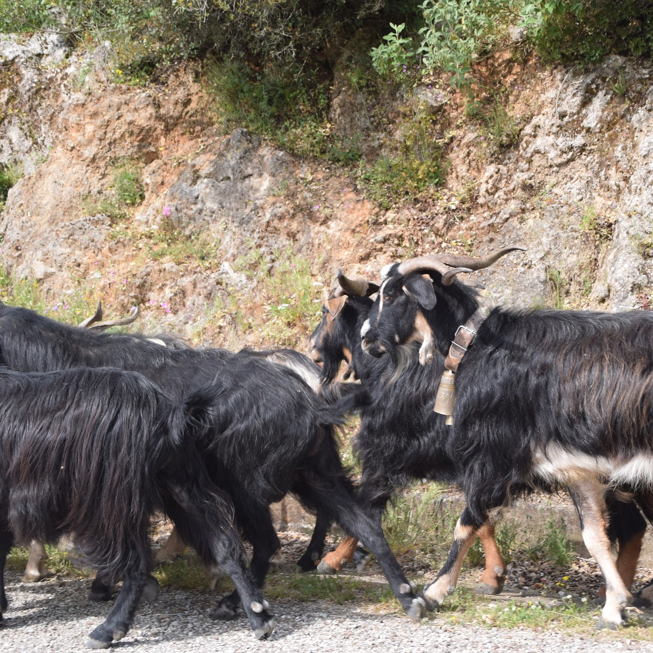 Ξεκίνησε η απογραφή ζωικού κεφαλαίου αιγοπροβάτων – χοιρινών