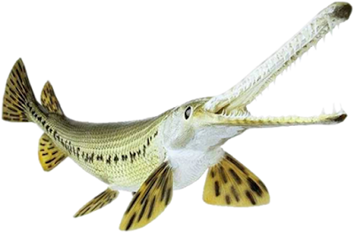 alligator gar