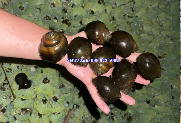 ủng hộ 12.000 con ốc bươu đen giống ở Ninh Thuận