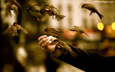 Sparrows-Birds-HD-Wallpapers-With-Human-Hand.