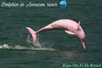 अमेजन नदी (Amazon River)