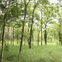 View album