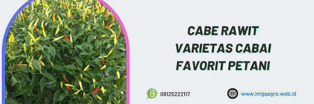 petani,cabai,cabai rawit,cabe rawit,budidaya cabe rawit