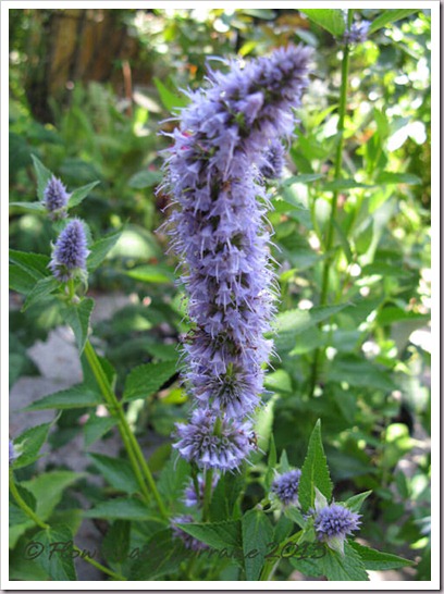 04-28-agastache