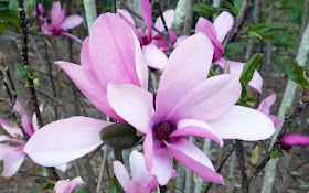 GARDEN BLOGGERS BLOOM DAY ~ MARCH 2016