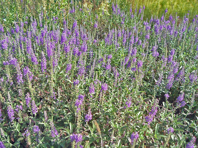 [Photo: Veronica longifolia Eveline, Toronto Botanical Garden.]