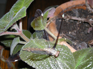 dragonfly, Honduras