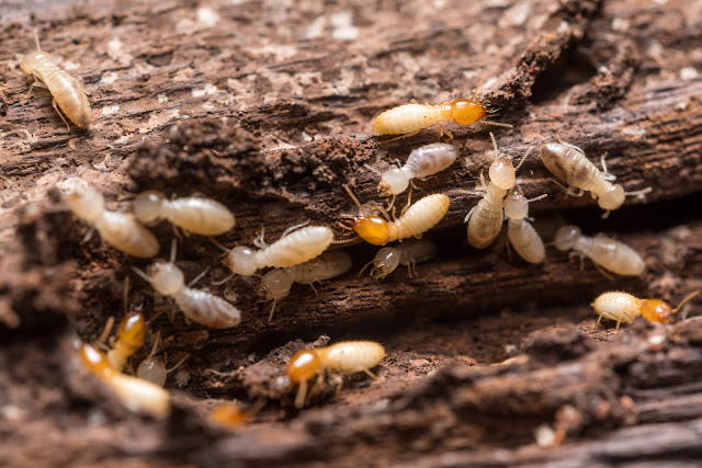 Termite Control Market