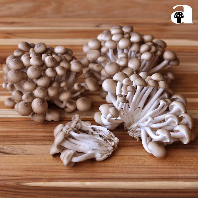 Shimeji Mushrooms_3