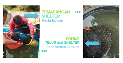 Cara Pembenihan Ikan Gurame Secara Alami