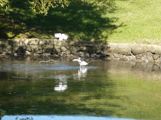 Medium sized pond in Korakuen Garden, Okayama. There are two birds in the photo, one about to take off into the air from the water and the other post take off.