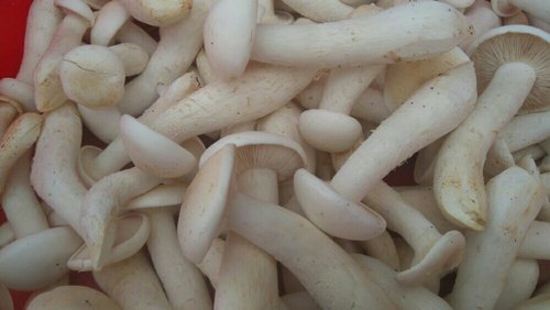 Mushroom Supplier Company in Nellore | Mushroom Supplier Company in India | Biobritte Agro Solutions Private Limited 