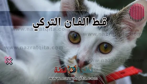 قط الفان التركي
