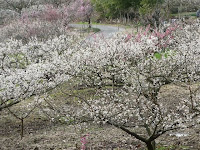 芳しい香りにより観梅客を魅了