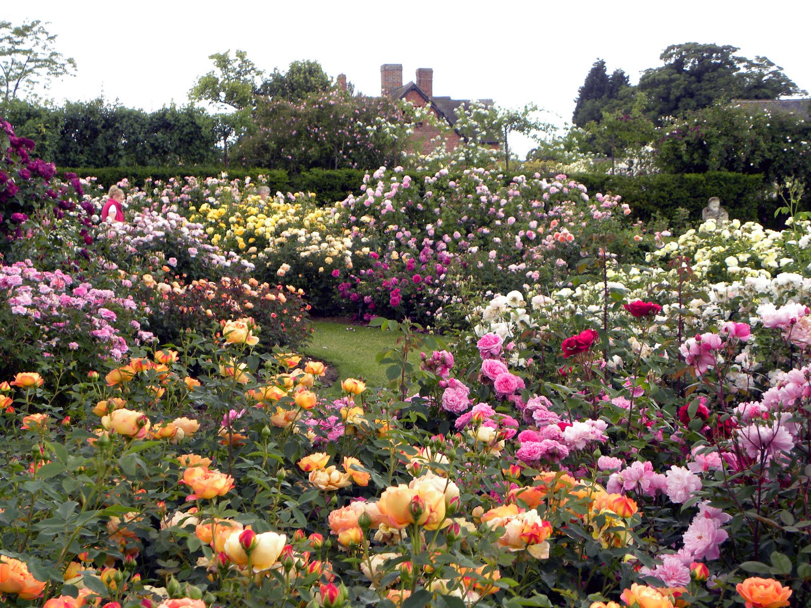 Moments of Delight...Anne Reeves: Visiting England: Rose Gardens