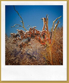 - Gnarled Tree ROT_3709 January 20, 2012 NIKON D3S