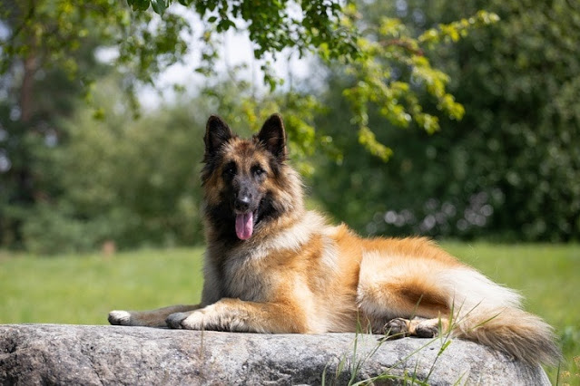 belgian-tervuren-dog