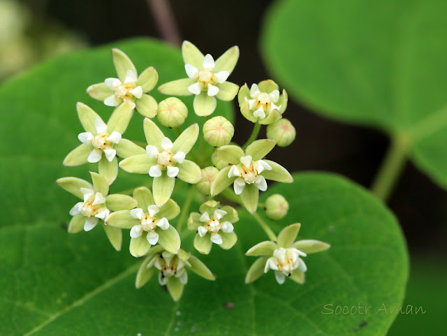 Cynanchum wilfordii