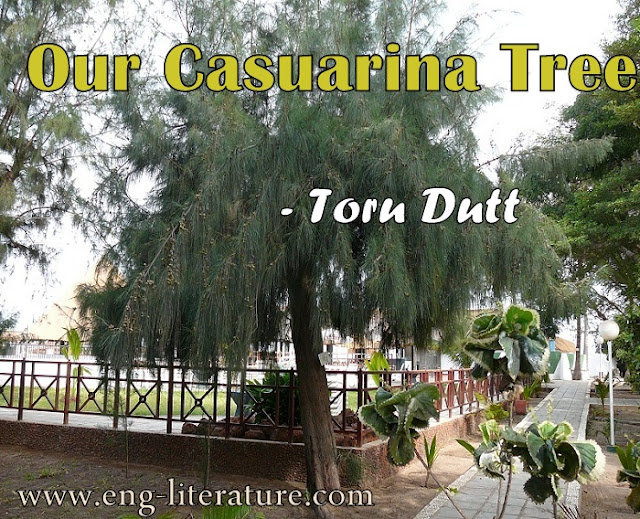 Critical Analysis of Toru Dutt's poem, "Our Casuarina Tree" or Bring out the Autobiographical, Nostalgic and Spiritual Element in "Our Casuarina Tree"