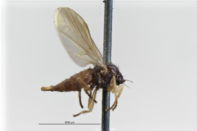 Atelestus pulicarius