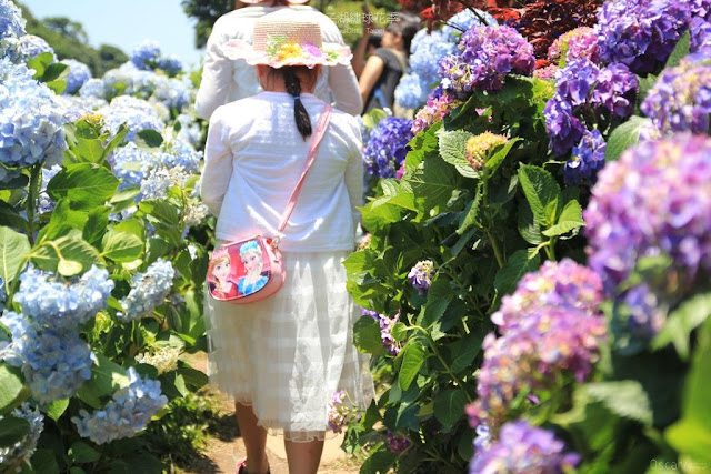 2018 繡球花季-21