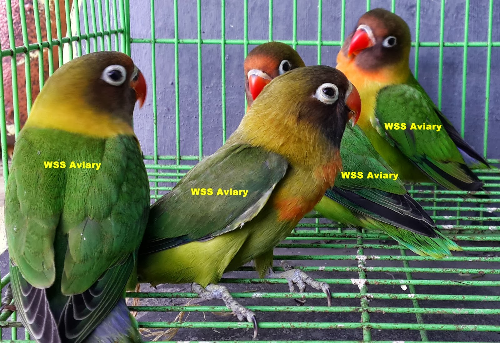  Lovebird Surabaya Waffen SS Aviary Perkawinan Terlarang 