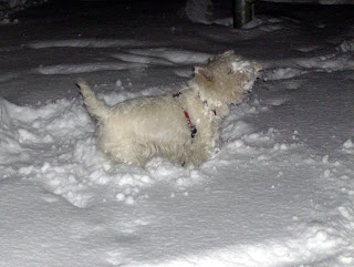 Los perros también disfrutan con la nieve