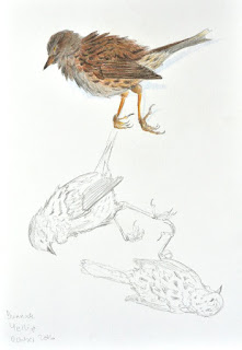 Dunnock post-mortem study