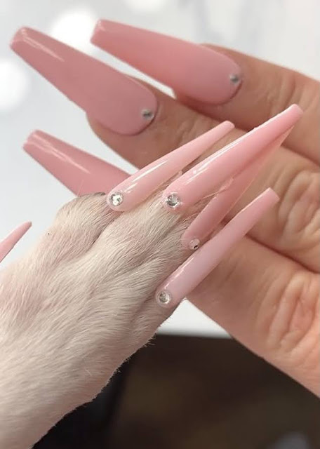 Fake dog nails Nail Technician Who Spends 40 Minutes Applying Her Chihuahua's Fake Nails Has Divided Social Media