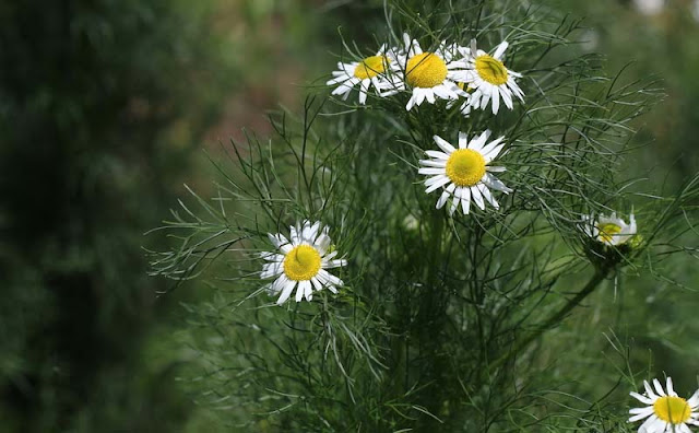 Mayweed Flowers Pictures