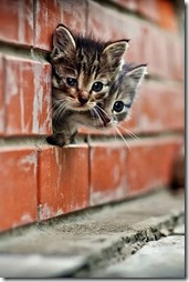 Fotos de gato buscoimagenes (41)