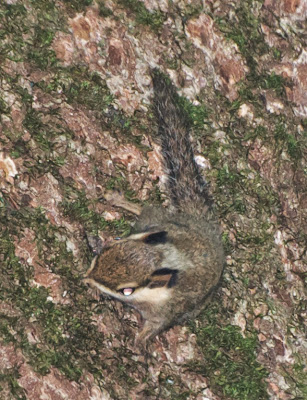 Black-eared Pygmy Squirrel (Nannosciurus melanotis)