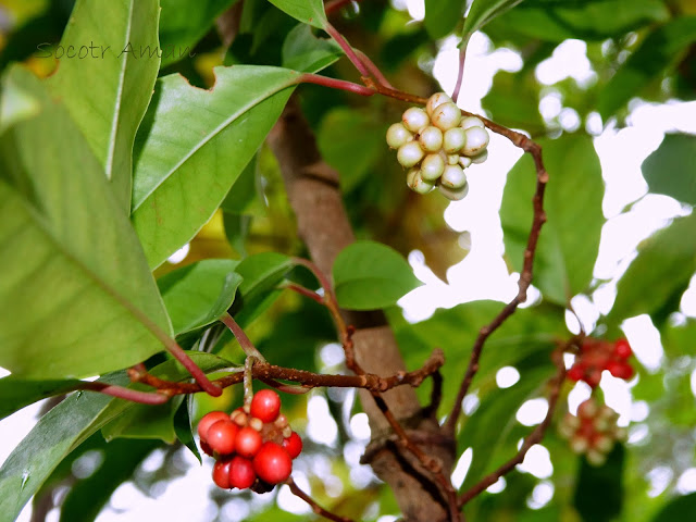 Kadsura japonica