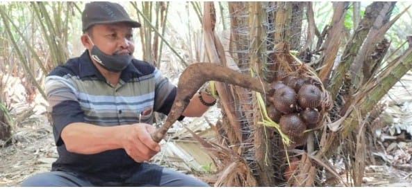 Salak Kersikan yang merupakan salak khas Gondangwetan mulai masuki masa panen raya