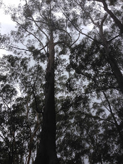old gum trees Tarkeeth forest nsw
