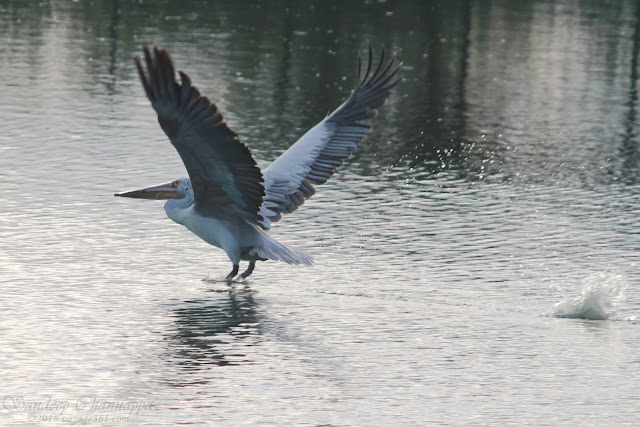 Spot-billed Pelican taking its flight
