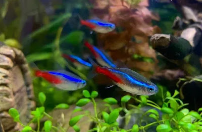 Ikan neon tetra