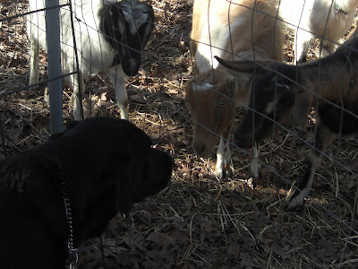 Picture of Al sniffing some baby goats (through the fence)